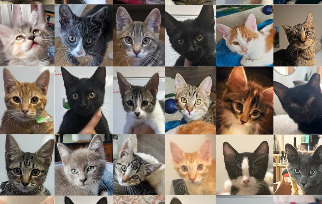 Faces of Denver Cat Rescue- a sneak peek for  They will all be available for ado…